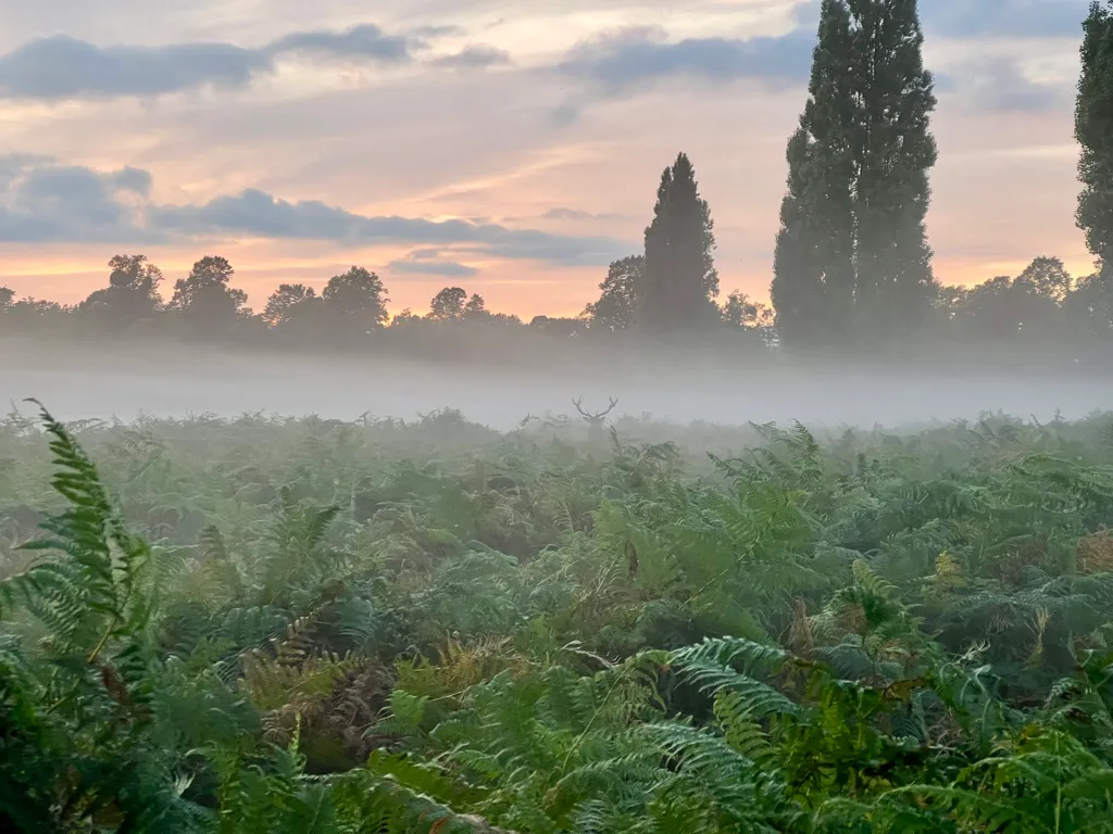 B91DF75E-A471-4D18-B074-62373B84F2A1_1_105_c